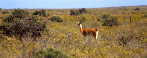 The Pampas - Argentina