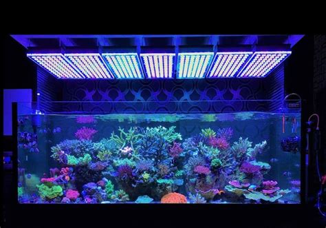 Requisitos de iluminación para un acuario plantado LamparasDE