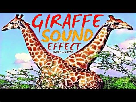 Giraffe Sound Effects / Sounds Of Giraffes / No Copyright in 2022 ...