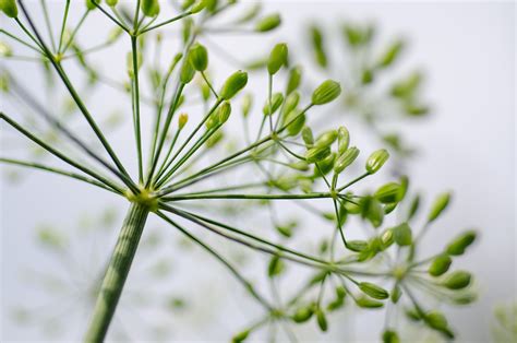 200,000+ Free Dill Plant & Dill Photos - Pixabay