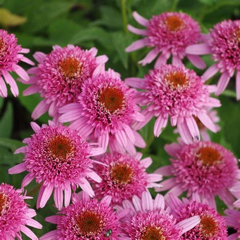 Sonnenhut Butterfly Kisses ® Echinacea Purpurea Butterfly Kisses