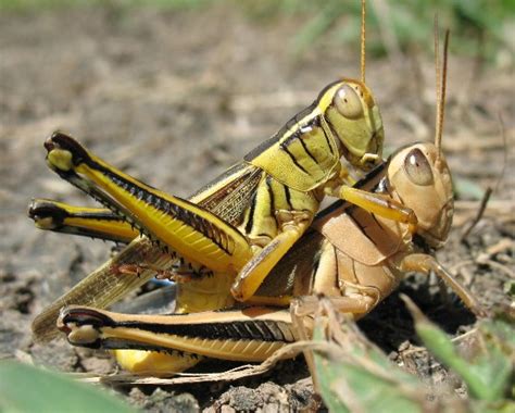 Two Striped Grasshoppers Melanoplus Bivittatus Bugguide