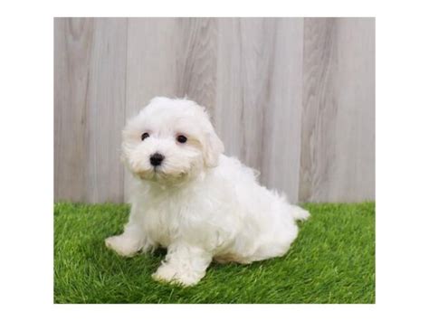 Maltese Puppy White Id287 Located At Petland Lake St Louis And Fenton Mo