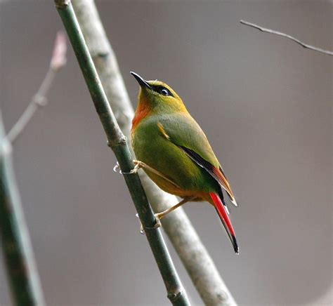 Similarities in species diversity and range in both terrestrial birds and marine bivalves