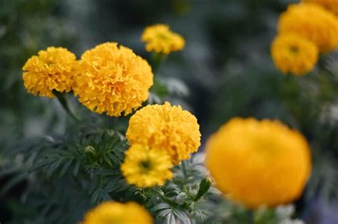 How to Plant Marigold - Minneopa Orchards