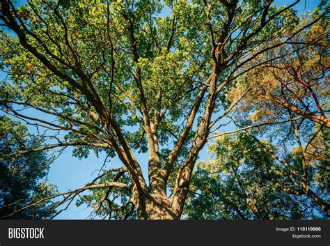 Canopy Tall Oak Tree Image And Photo Free Trial Bigstock