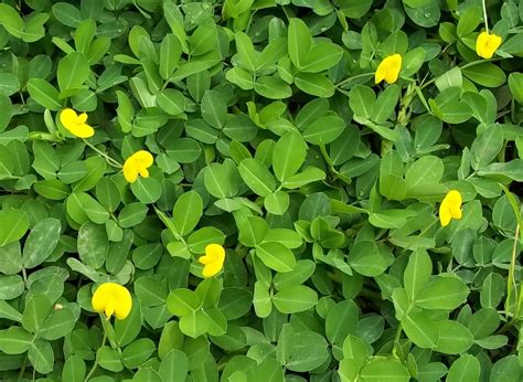 Arachis Pintoi Eflora Of India