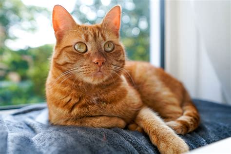 Orange Tiger Tabby Cat