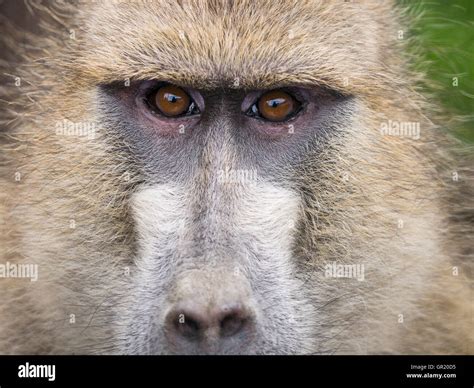 Staring Yellow Baboon closeup. A mature baboon stares intently at the camera. Expressive brown ...