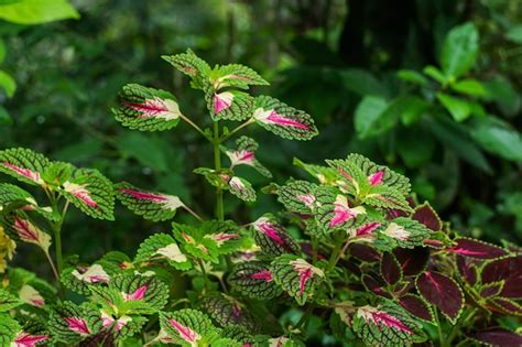 Una Planta Con Hojas Rosas Y Verdes En El Bosque Foto Premium