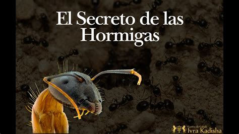 Prashat Shoftim El Secreto De Las Hormigas Youtube