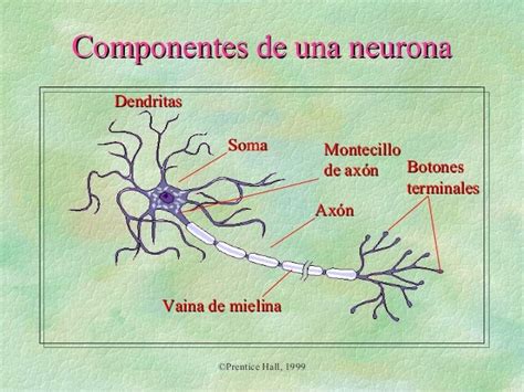 La Neurona