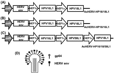 Construction Of Recombinant Baculoviruses Encoding Hpv 16l1 Or Hpv 18l1