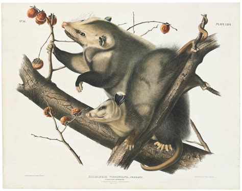 Audubon Bowen Ed Pl Opossum Quadruped Imperial Bowen Edition