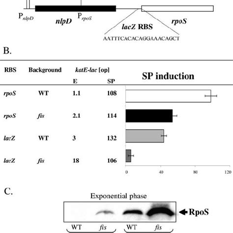 Sp Regulation Of Rpos Depends On The Rpos Ribosome Binding Sequence And