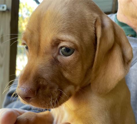 Vizsla Puppies For Sale - AKC PuppyFinder