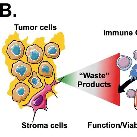 Models Of Immune Metabolic Interactions Within The Tumor