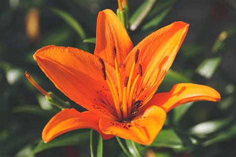 Free Images : flower, flowering plant, orange lily, petal, daylily
