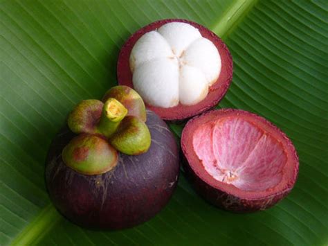 Purple Mangosteen – Heliotrope SF