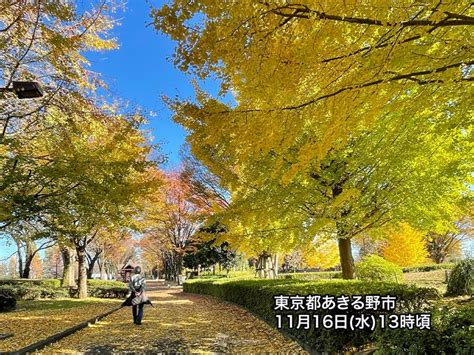 東京のイチョウは色づき進む 青空と黄金色の鮮やかなコントラスト ウェザーニュース