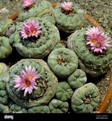 El Peyote Lophophora Williamsii Cactaceae Fotografía De Stock Alamy