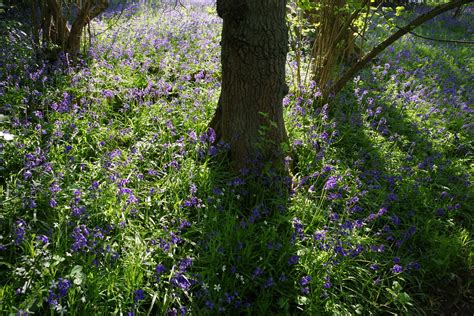 Bluebells Boxgrove Wood Sulham Derek Morgan Photos Flickr