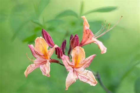 Choptank River Sweet Beautiful Azalea Blooming At Nybg Flickr