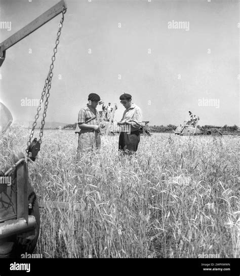 State agricultural cooperative in communist Romania, in the 1970s. Old ...