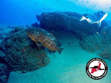 Dive With Groupers In Lanzarote