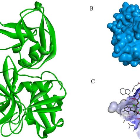 Modelled Structure Of Tmprss And Docking Of Tmprss Protease Against