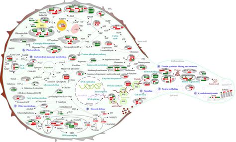 Schematic Presentation Of The O Cinnamomea L Var Asiatica Spore Download Scientific Diagram