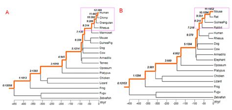 S Phylogenetic Tree X Chromosome Scroll Saw Patterns Topology