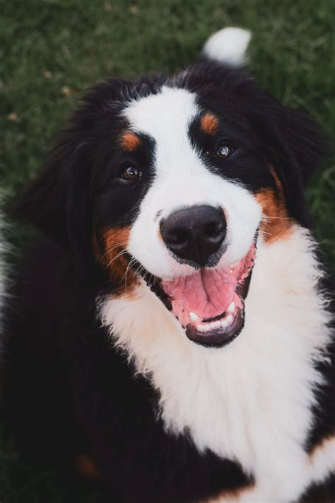 Bernese Mountain Dog Size Guide: How Big Does a BMD Get? - Puppy Weight ...