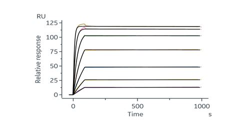 Recombinant Human Cynomolgus Vegf A Protein Hnah Sino Biological