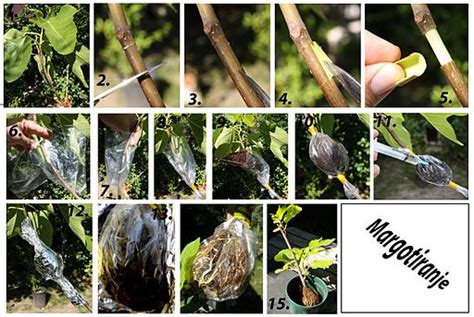 Air Layering Air Layering Propagating Plants Grafting