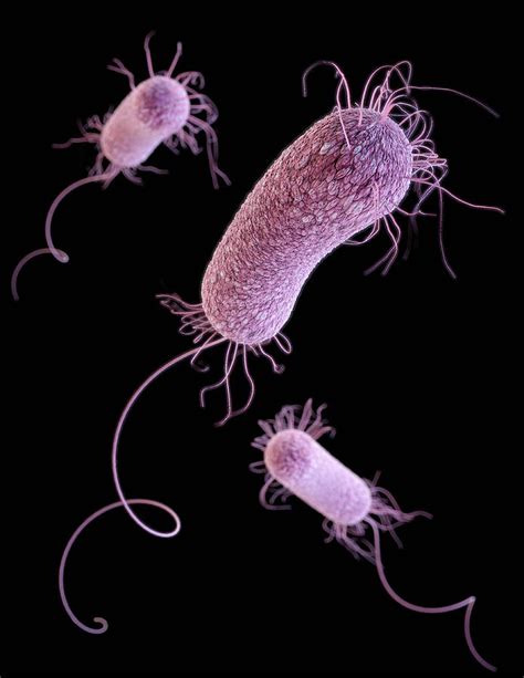 Mdr Pathogen Pseudomonas Aeruginosa Photograph By Science Source Pixels