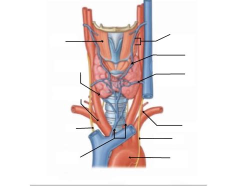 Superior Thoracic Aperture (GA II - Exam 1) Quiz