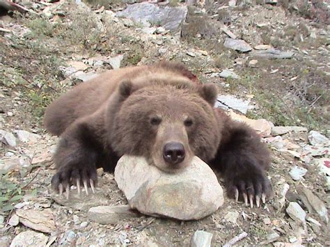 Trophy Room: Grizzly Bear – Alaska Big Game Hunting, Bear Hunting ...