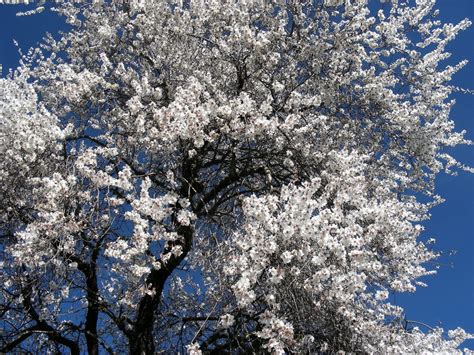 Free Images Tree Nature Branch Snow Winter Plant Flower Frost