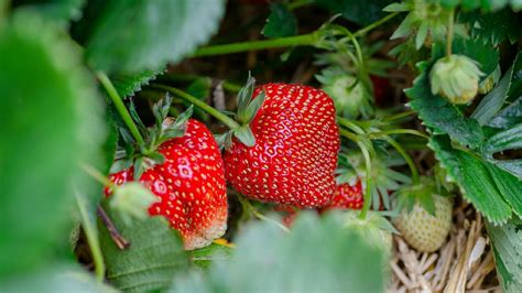 Menggali Manfaat Buah Strawberry Untuk Kesehatan Buah Yang Lezat Dan