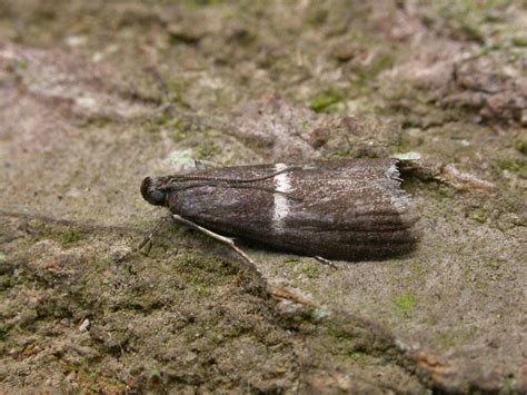 Elegia Similella Suffolk Micro Moths The Micro Moths Of Suffolk