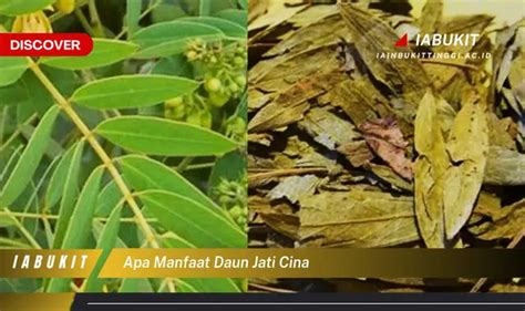 Banyak Yang Belum Tau Ini Dia 20 Manfaat Daun Jati Cina Yang Jarang