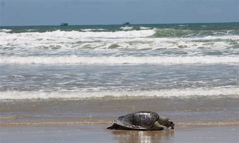 Morte De Tartarugas Passeio De C Es Sem Guia Proibido Em Pirambu O