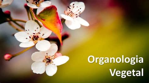 Organologia Vegetal Anatomia E Funcionamento De Plantas PPT