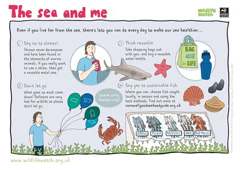 National Marine Week The Wildlife Trusts