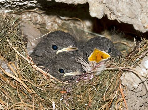 Black Redstart Bird Facts (Phoenicurus ochruros) | Birdfact