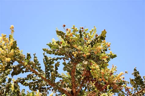 Detail of Frankincense Tree Boswellia Sacra, Oman Stock Image - Image of dhofar, arabic: 260215311