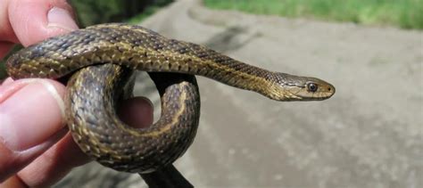 24 Types Of Garter Snakes In The United States W Pics Bird