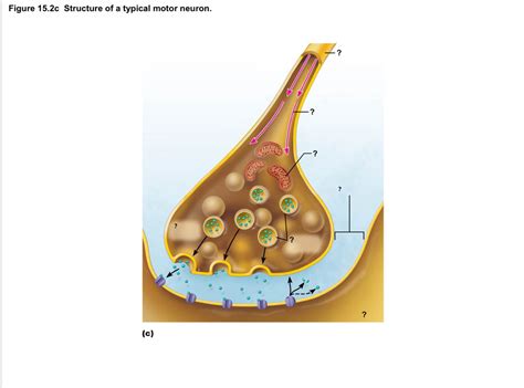 Structure Of Motor Neuron Pt 2 Diagram Quizlet