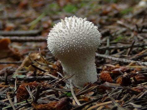 Common Puffball